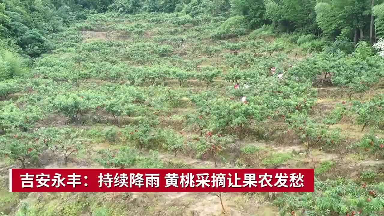吉安永丰：持续降雨 黄桃采摘让果农发愁