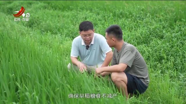 三农头条20240625