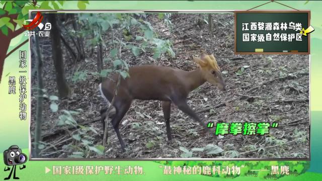 绿野秘踪20240613