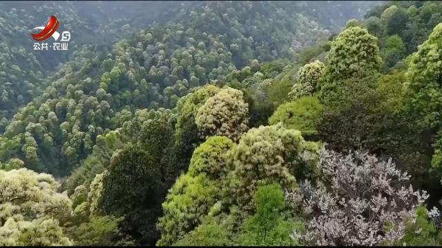 绿野秘踪20240619