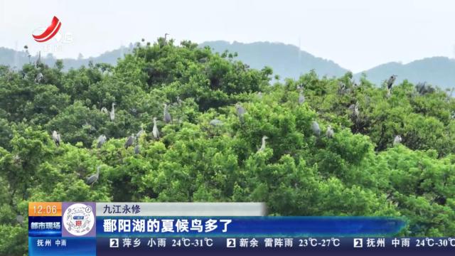 九江永修：鄱阳湖的夏候鸟多了