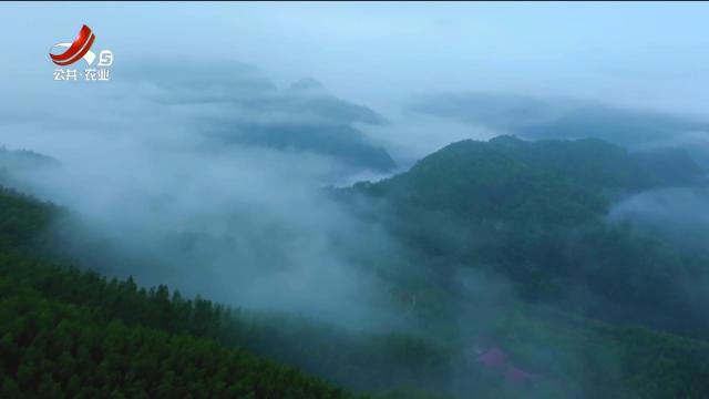 美丽江西在行动20240630 江西马头山国家级自然保护区：“极危”植物野化回归显成效 生态价值转换探新路