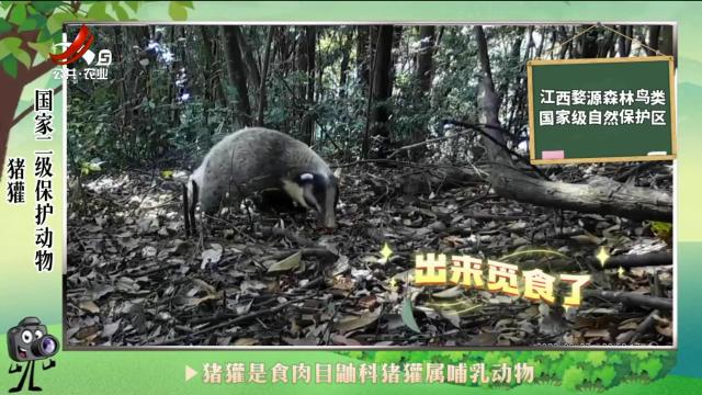 绿野秘踪20240611
