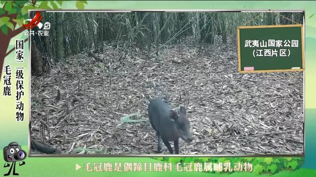 绿野秘踪20240608
