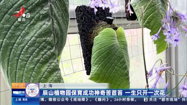 上海：辰山植物园保育成功神奇苦苣苔 一生只开一次花