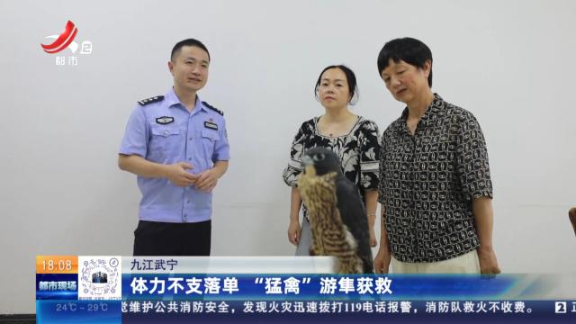 九江武宁：体力不支落单 “猛禽”游隼获救