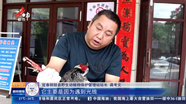 宜春铜鼓：高颜值大鸟“硬闯”办公室
