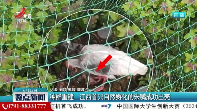种群重建 江西首只自然孵化的朱鹮成功出壳