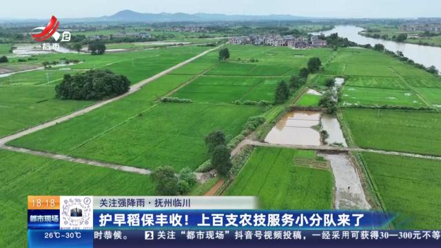 【关注强降雨】抚州临川：护早稻保丰收！上百支农技服务小分队来了