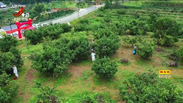 崇义：杨梅采摘正当时 共享夏日“梅”好时光