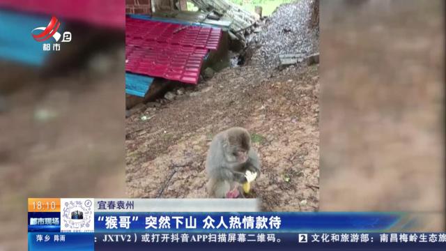 宜春袁州：“猴哥”突然下山 众人热情款待