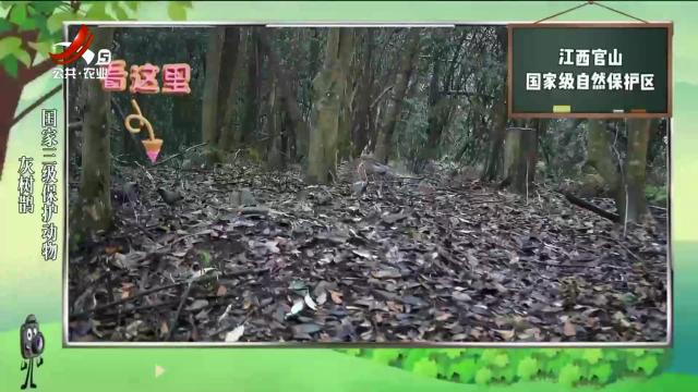 绿野秘踪20240630