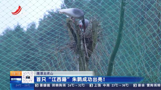 鹰潭龙虎山：首只“江西籍”朱鹮成功出壳！