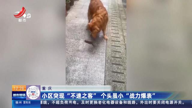 重庆：小区突现“不速之客” 个头虽小“战力爆表”