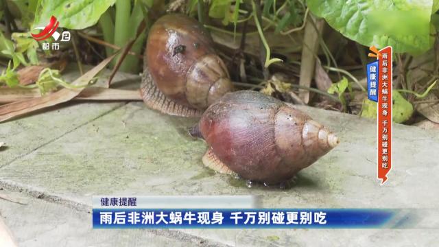 健康提醒——雨后非洲大蜗牛现身 千万别碰更别吃