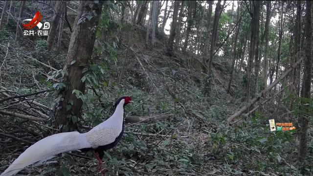 分宜生态林场首次拍到国家一级保护动物黄腹角雉