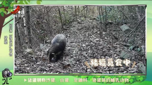 绿野秘踪20240625