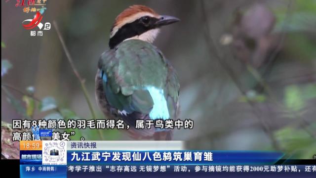 九江武宁发现仙八色鸫筑巢育雏