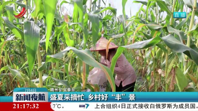 盛夏采摘忙 乡村好“丰”景