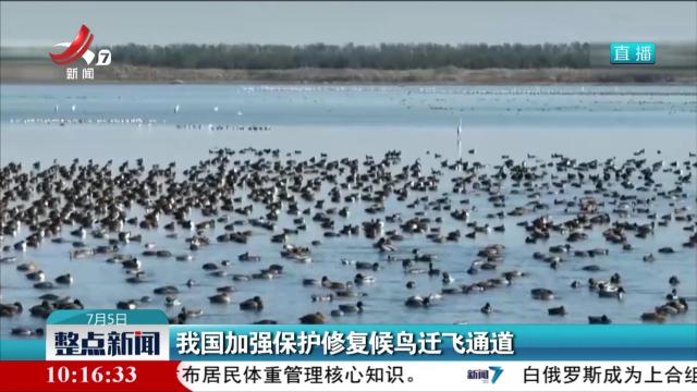 我国加强保护修复候鸟迁飞通道