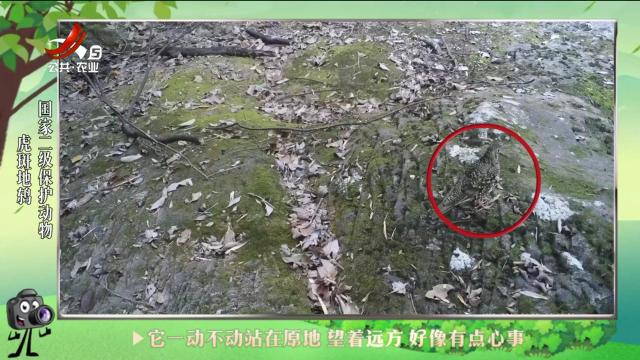 绿野秘踪20240713