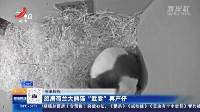 旅居荷兰大熊猫“武雯”再产仔