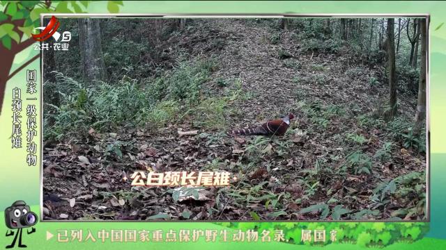绿野秘踪20240626
