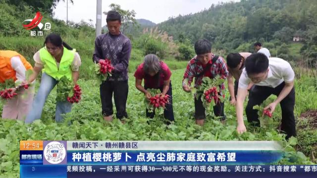 【赣闻天下】赣州赣县区：种植樱桃萝卜 点亮尘肺家庭致富希望