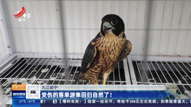 九江武宁：受伤的落单游隼回归自然了！