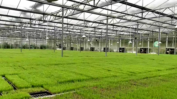 【秀美乡村看江西】吉安永新：万亩水稻种植全程机械化