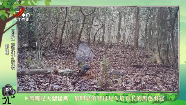 绿野秘踪20240707