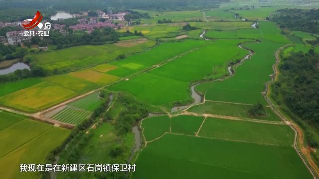 “稻”时候了 汗水与科技共绘丰收美景