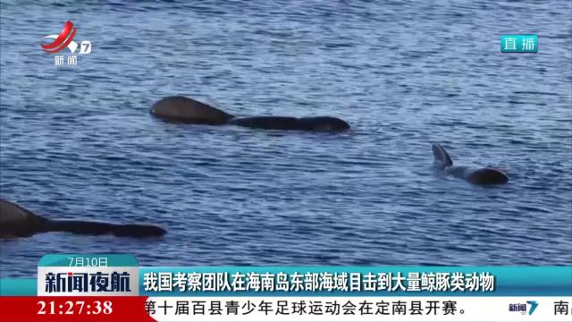 我国考察团队在海南岛东部海域目击到大量鲸豚类动物