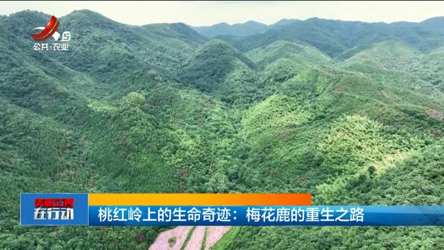 美丽江西在行动20240721 桃红岭上的生命奇迹：梅花鹿的重生之路