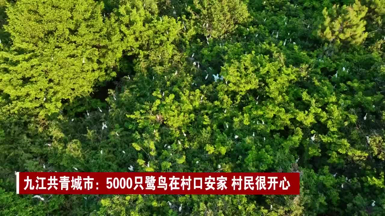 九江共青城市：5000只鹭鸟在村口安家 村民很开心