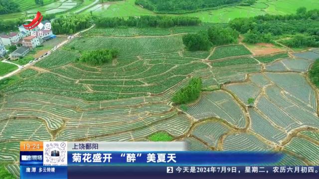上饶鄱阳：菊花盛开 “醉”美夏天