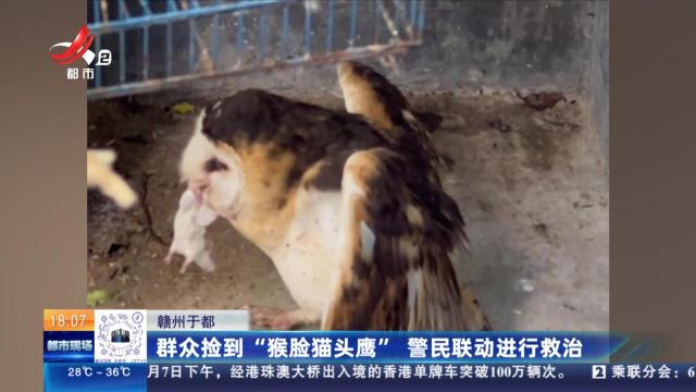 赣州于都：群众捡到“猴脸猫头鹰” 警民联动进行救治