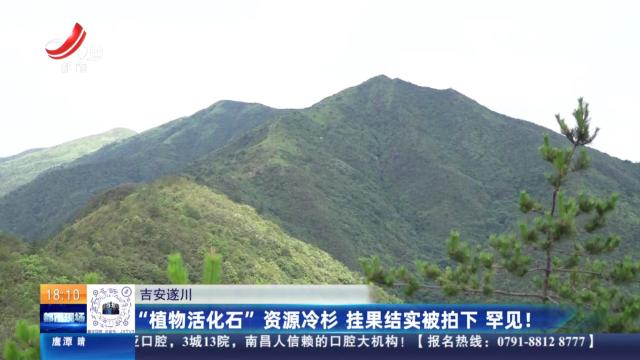 吉安遂川：“植物活化石”资源冷杉 挂果结实被拍下 罕见！