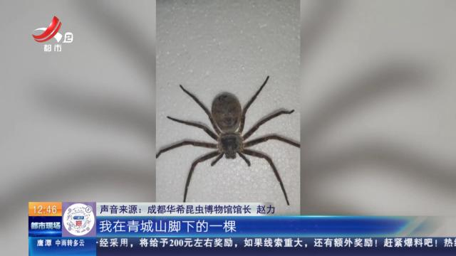 四川成都：巨型“人脸”蜘蛛 你见过吗？