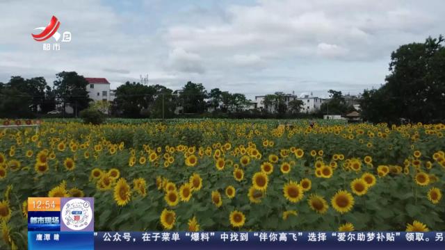 【赣闻天下】赣州赣县区：盛夏时节“人间小太阳”迎风绽放