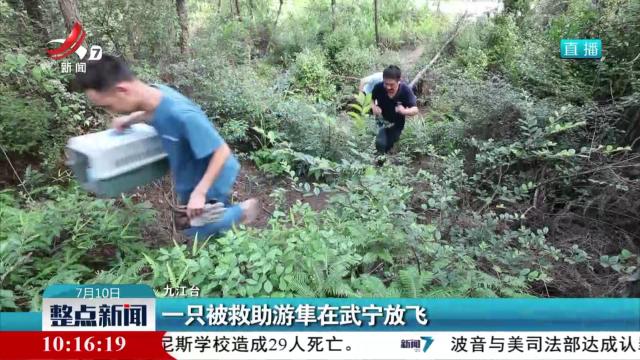 一只被救助游隼在武宁放飞