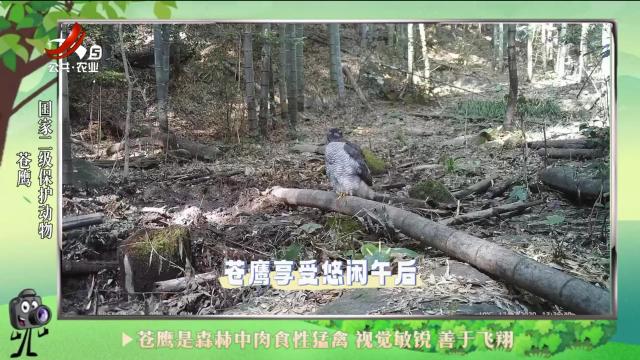 绿野秘踪20240705