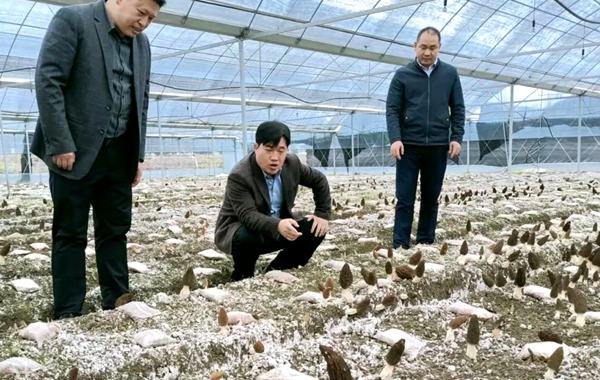 吉安市永新县副县长尹育文一行到莲洲乡调研指导工作