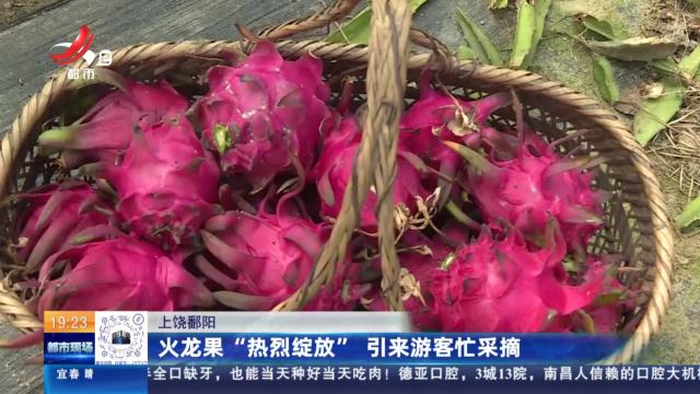 上饶鄱阳：火龙果“热烈绽放” 引来游客忙采摘
