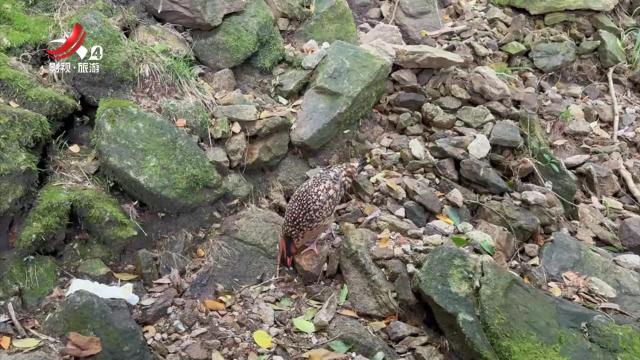 上饶：三清山风景区频现国家一级保护动物黄腹角雉