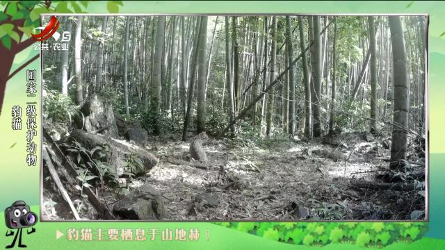 绿野秘踪20240704