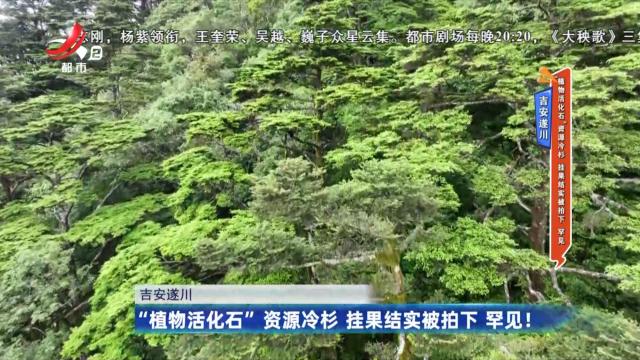 吉安遂川：“植物活化石”资源冷杉 挂果结实被拍下 罕见