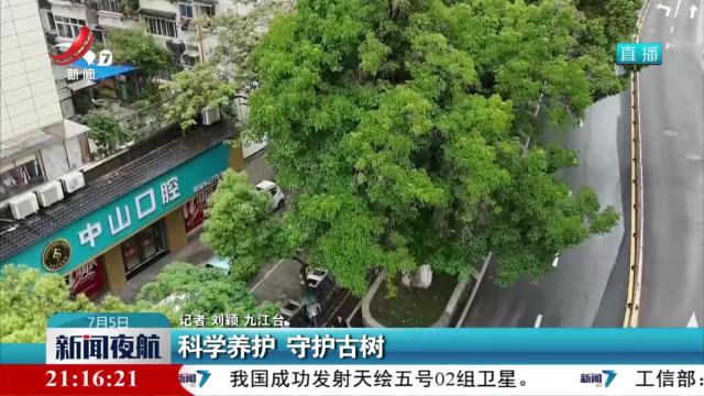 科学养护 守护古树