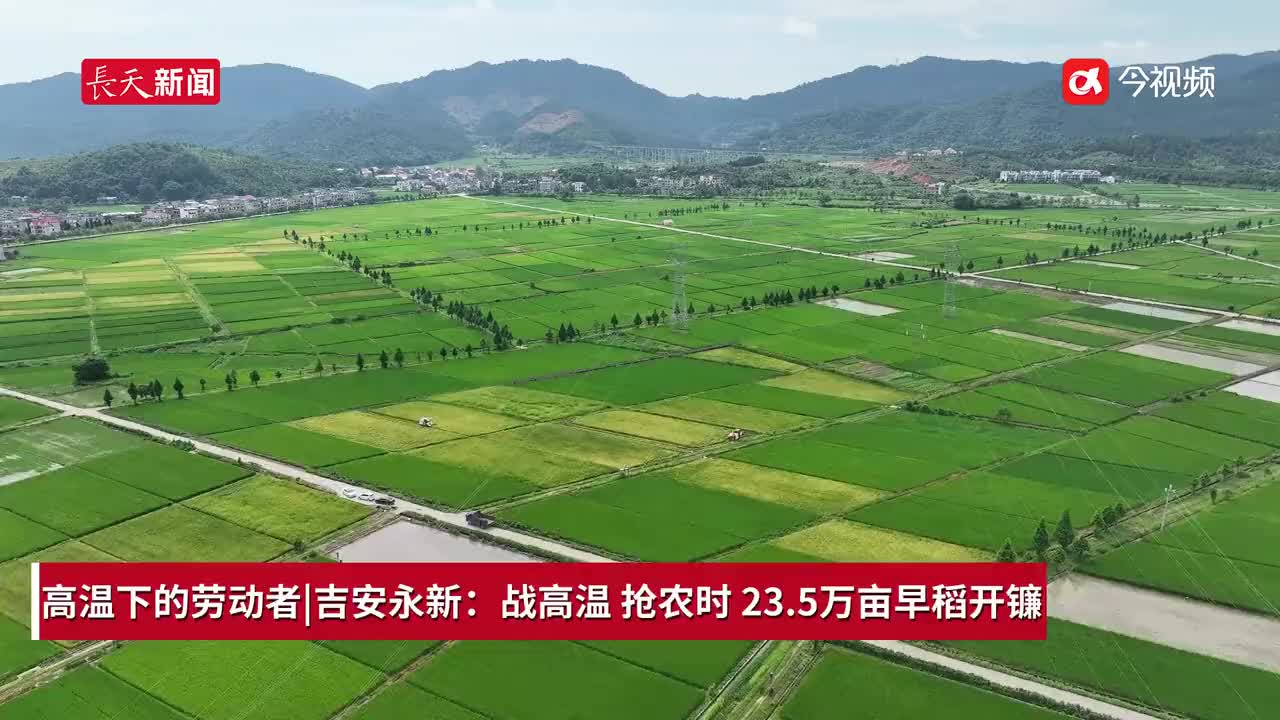 高温下的劳动者|吉安永新：战高温 抢农时 23.5万亩早稻开镰