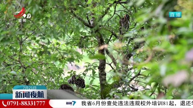 “世界上最神秘的鸟”被拍下全家照